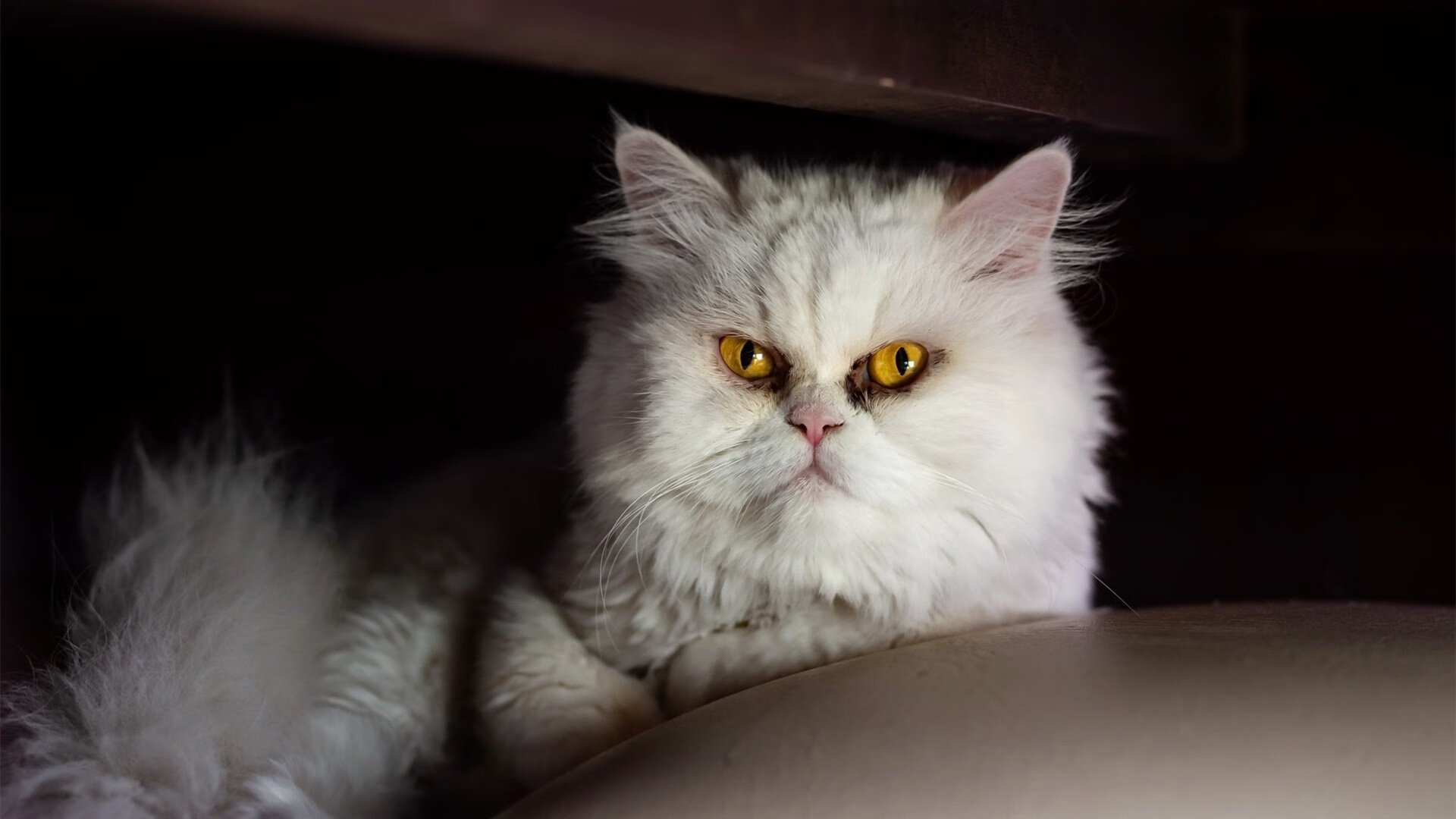 爱游戏体育网页版-CBA联盟发布新赛季形象口号引发球迷热议,cba2021口号