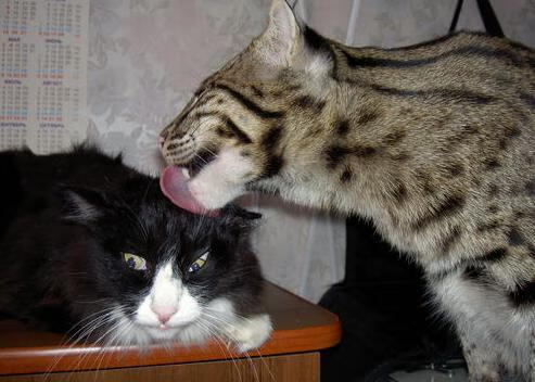 AYX GAMING-中国足球试点校园选拔制选手进入职业梯队通道，2020年校园足球国家队选拔