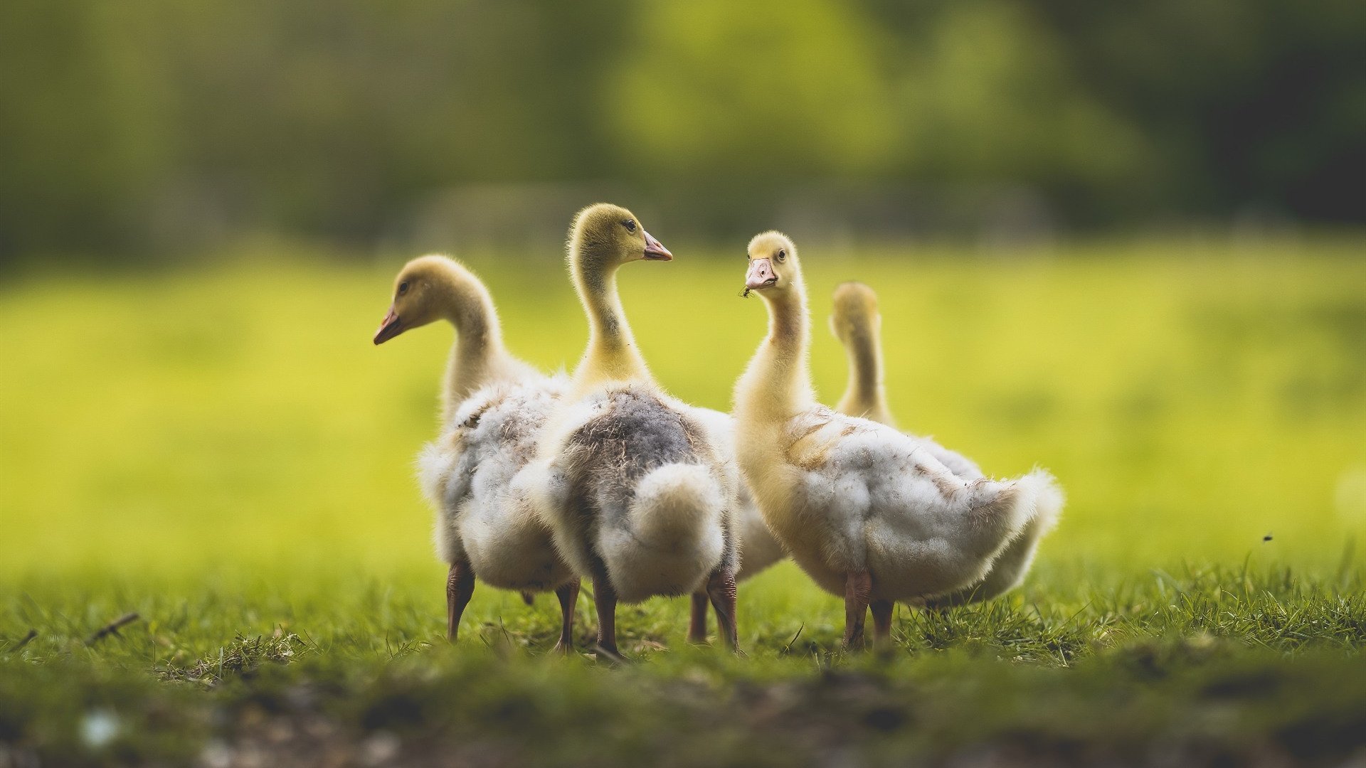 AYX GAME-体能师制定个性化训练计划帮助球员提升综合竞技水平,体能训练师的作用